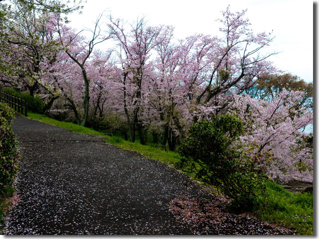 紫雲出山の桜