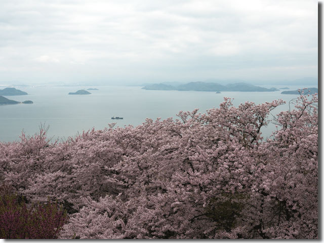 紫雲出山の桜