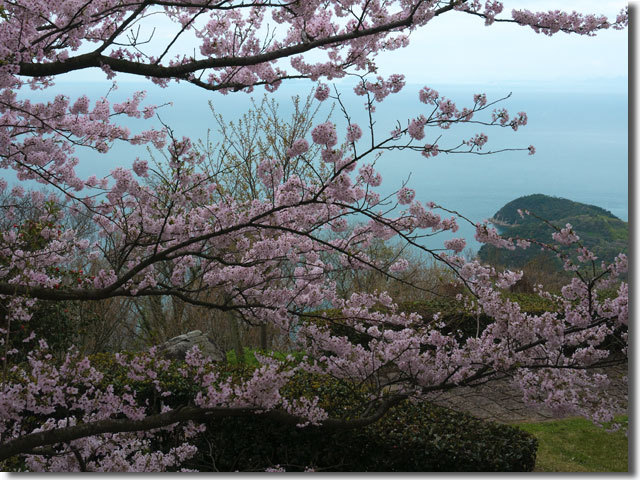 紫雲出山の桜