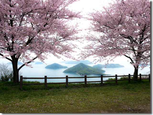 紫雲出山の桜