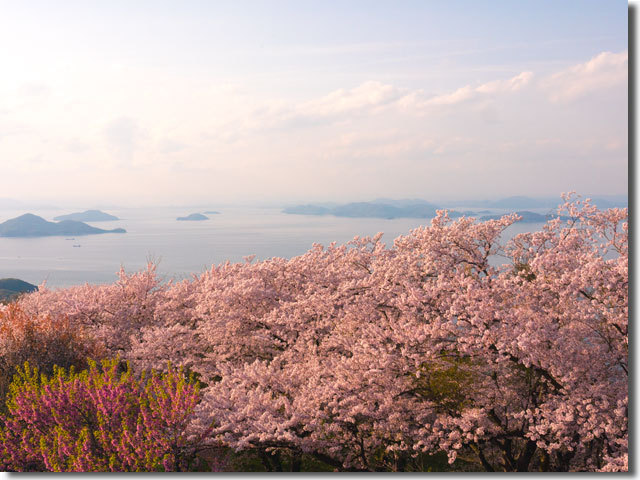 紫雲出山の桜
