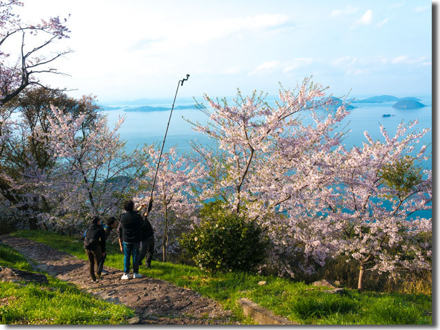 紫雲出山の桜