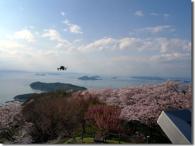紫雲出山の桜