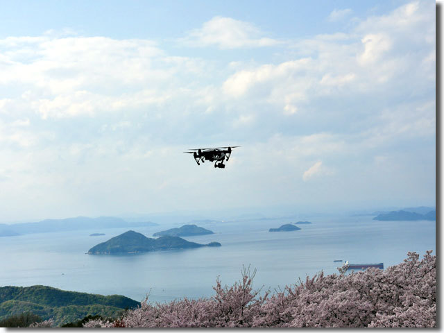 紫雲出山の桜
