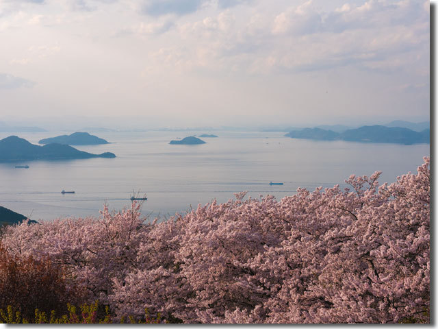 紫雲出山の桜