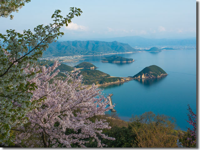 紫雲出山の桜
