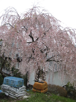 ４３８の旅**