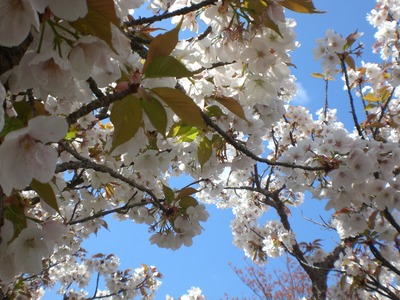 お花見＊原谷苑