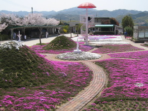 芝桜