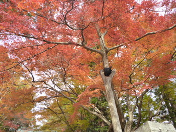 紅葉