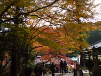 紅葉