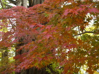 紅葉