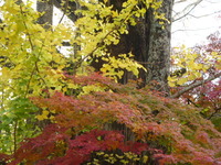 紅葉