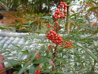 紅葉