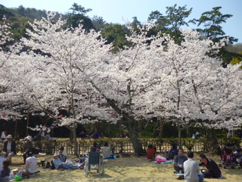 栗林公園で花見
