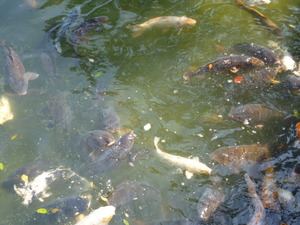栗林公園で花見