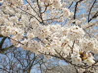 栗林公園で花見