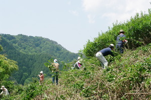 茶畑復活作業の予定