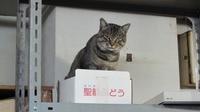 猫ぎうぎう