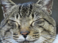 猫芸人