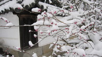 雪と梅