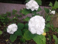 白い紫陽花