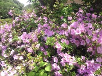 ツツジの花