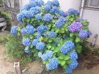 梅雨の楽しみ