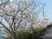桜満開