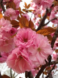 桜の塩漬け