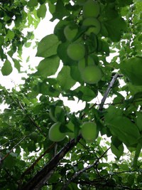 梅の季節到来