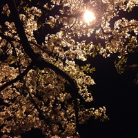 桜の季節