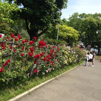 番ノ州公園　バラ祭り