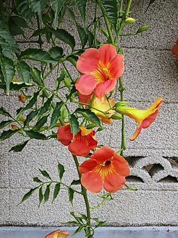 ☆初夏に咲くビタミンカラー☆