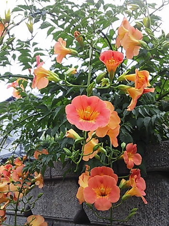 ☆初夏に咲くビタミンカラー☆