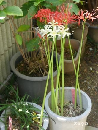 暮らしと珈琲日記 父の残した庭仕事 鉢植え彼岸花