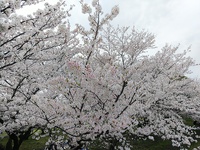 桜(⌒‐⌒) 2024/04/06 19:41:55