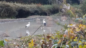 コウノトリが2羽