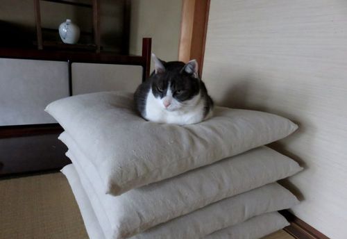 「午後のチーズ」　♪