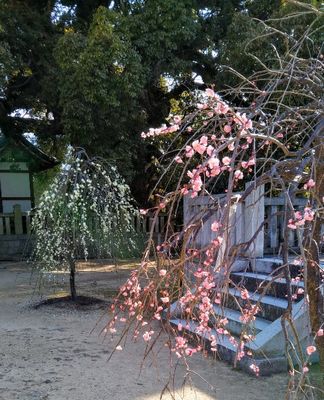 善通寺さん → sarisari へ　♪