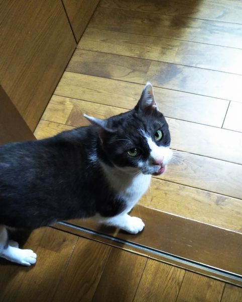 確定申告と困った猫