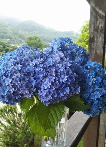 梅酵素シロップに挑戦　♪