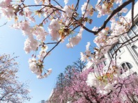 お花見クルージング