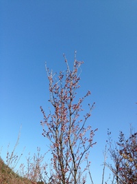 彼岸桜