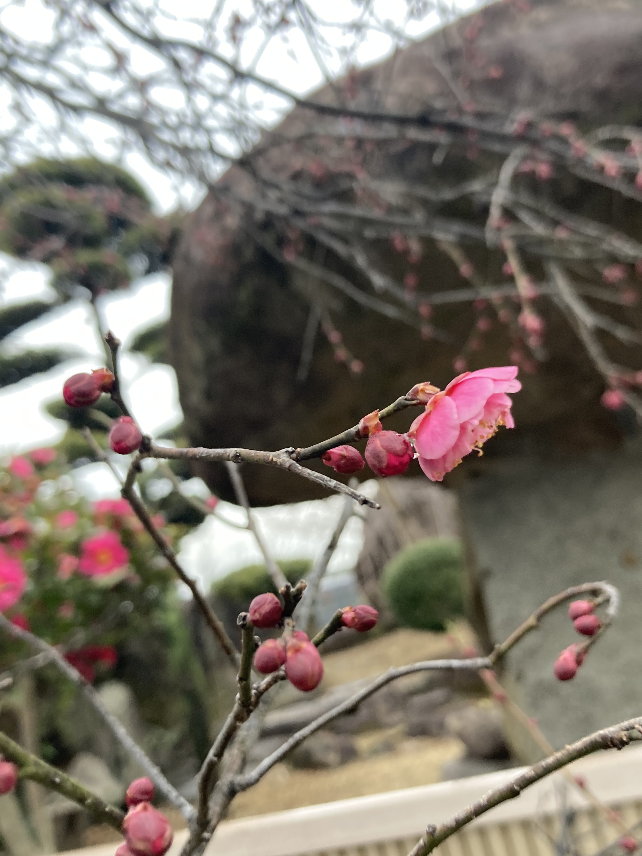 可愛いひとつ