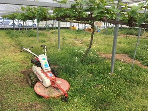 草刈り