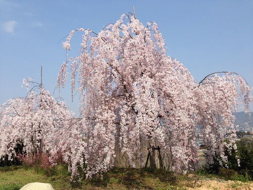 おにぎらずでお花見