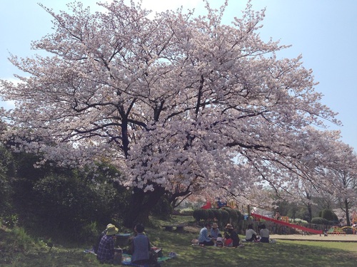 おにぎらずでお花見