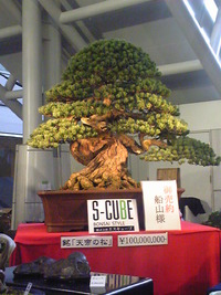 BONSAI♪