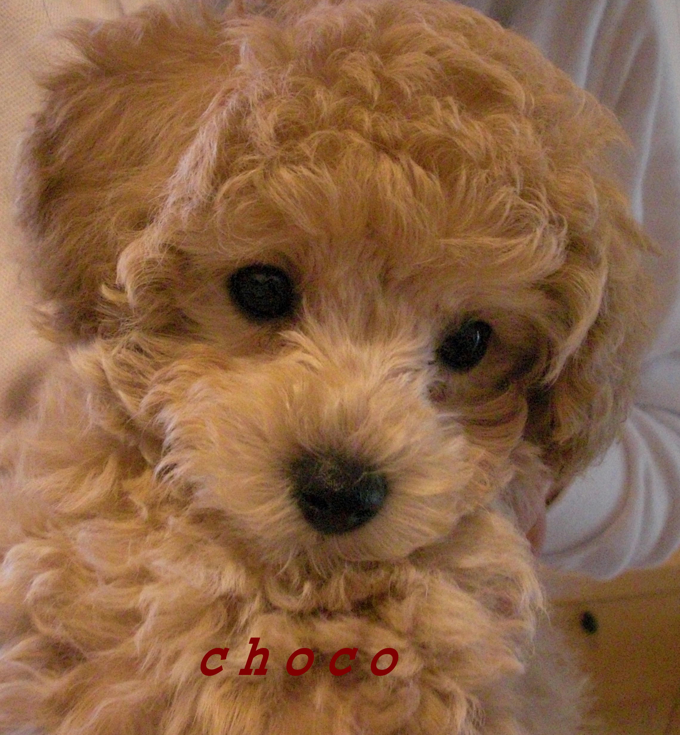☆今日のchoco☆